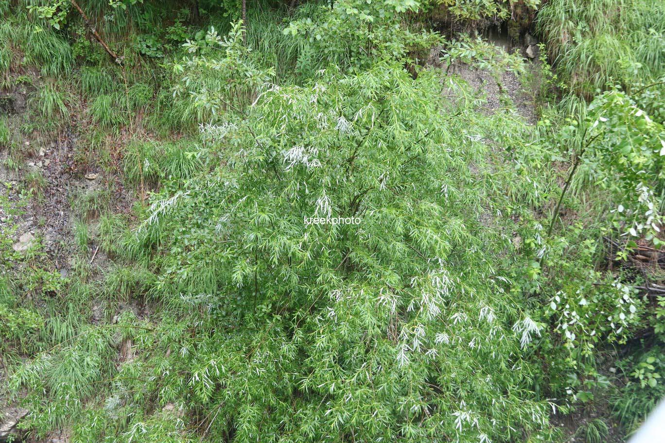 Salix elaeagnos