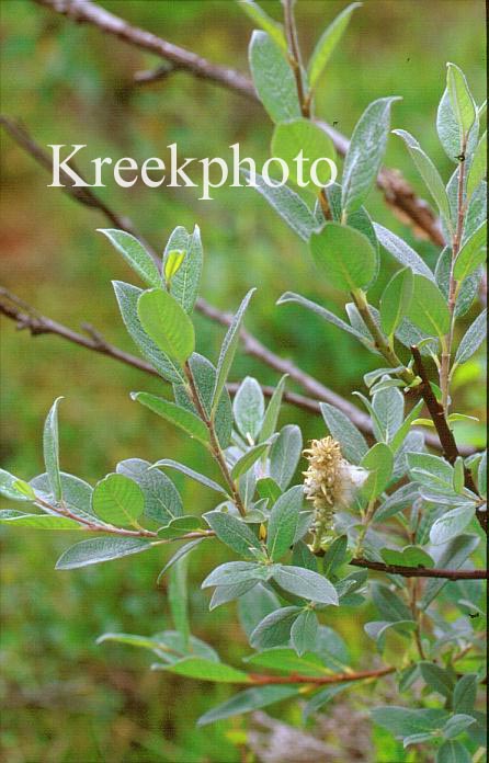 Salix lanata
