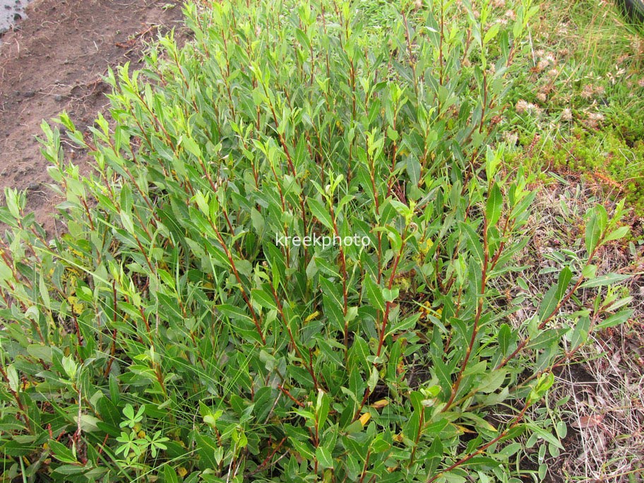 Salix phylicifolia