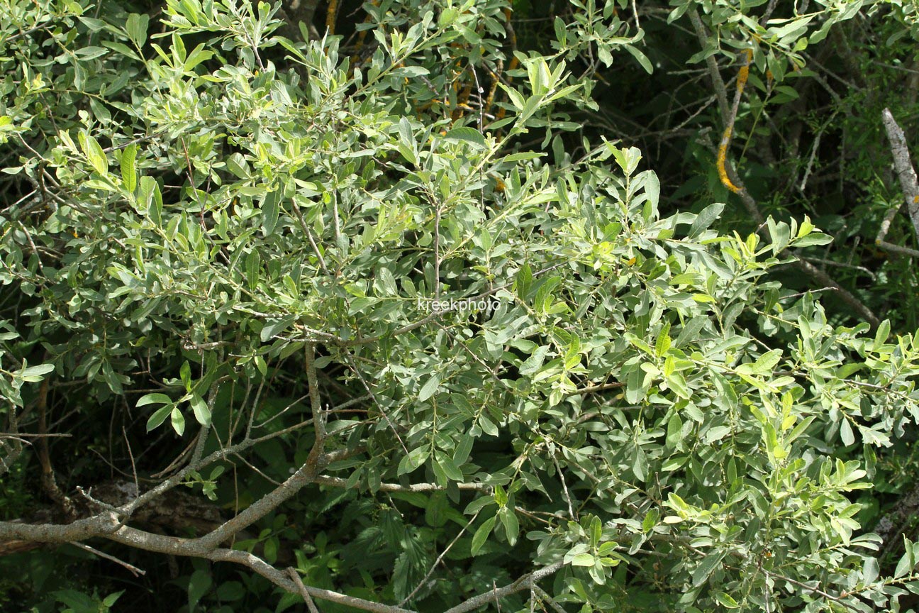Salix triandra