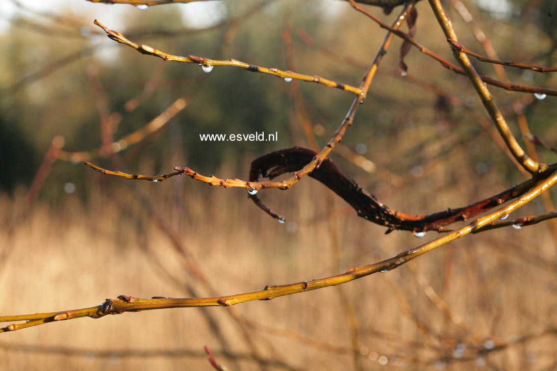 Salix udensis 'Sekka'