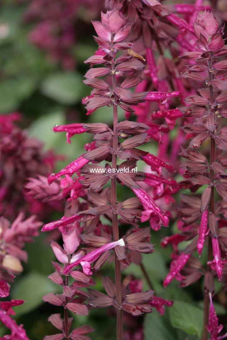Salvia 'Serendip6' (LOVE AND WISHES)