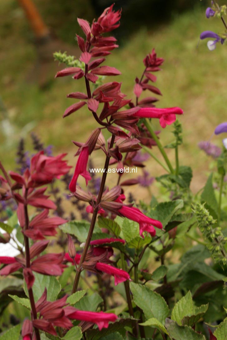Salvia 'Wendy's Wish'