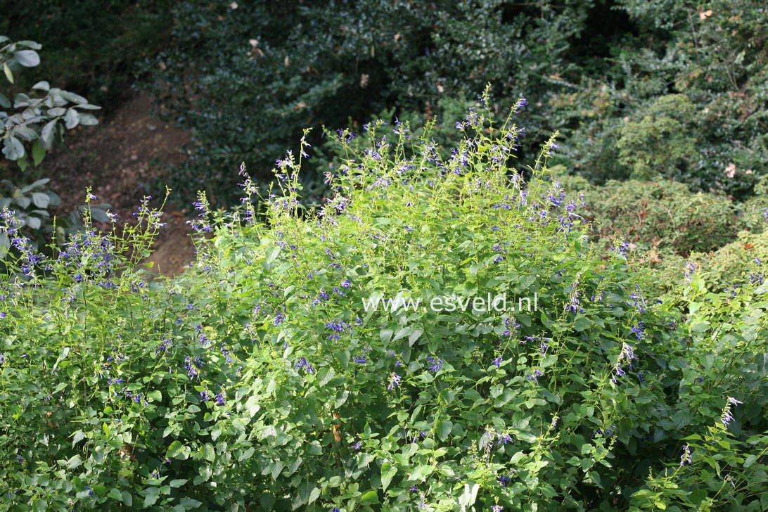 Salvia guaranitica 'Blue Enigma'