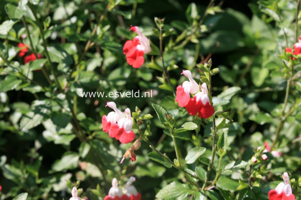 Salvia microphylla 'Hot Lips'