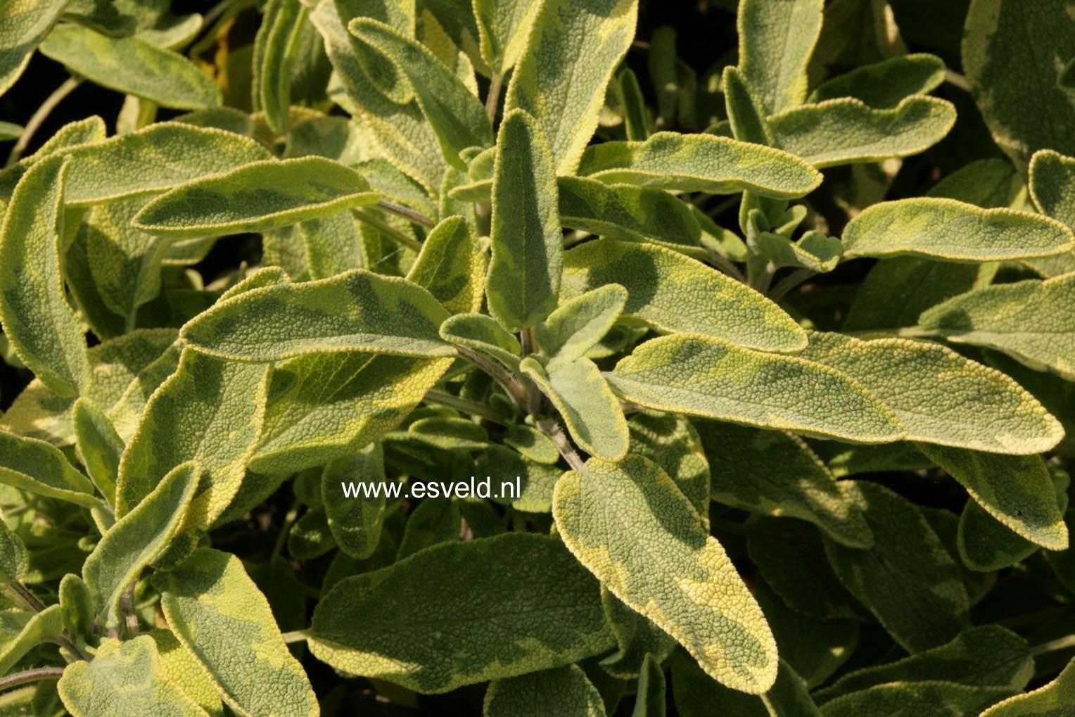 Salvia officinalis 'Aurea'
