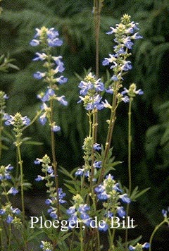 Salvia uliginosa