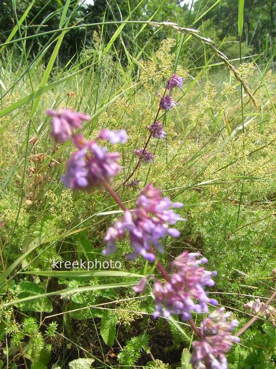 Salvia verticillata