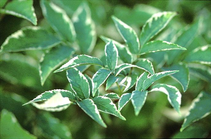 Sambucus nigra 'Albovariegata'