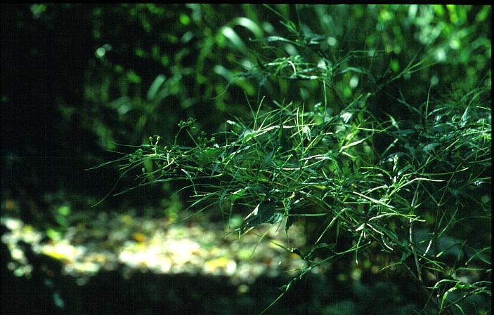 Sambucus nigra 'Linearis'