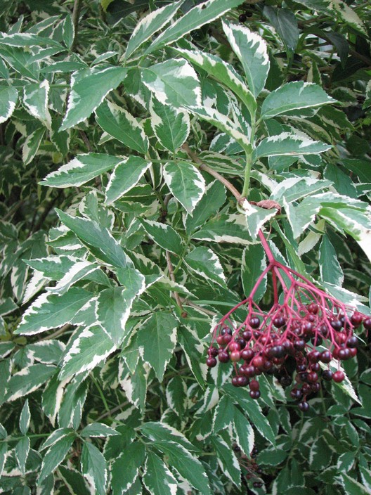 Sambucus nigra 'Marginata'