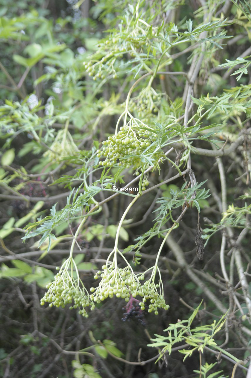 Sambucus nigra 'The Pearl'