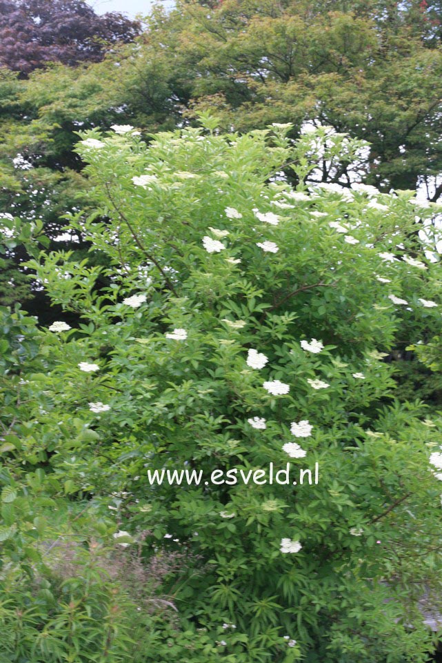 Sambucus nigra