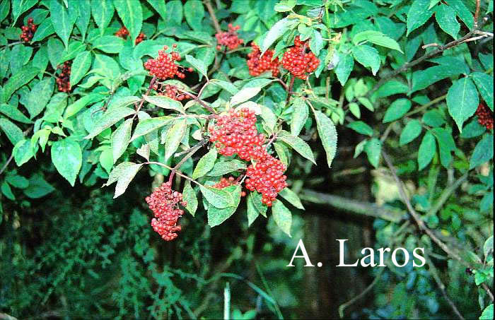 Sambucus racemosa