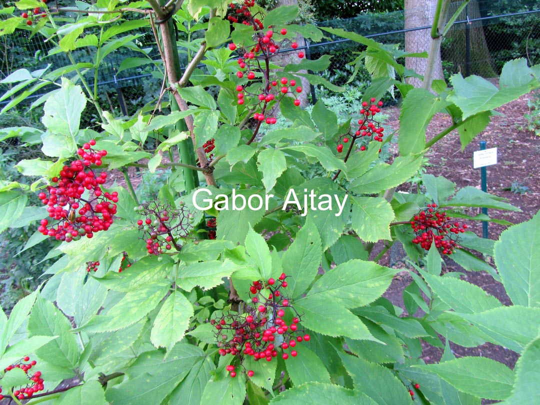 Sambucus sieboldiana