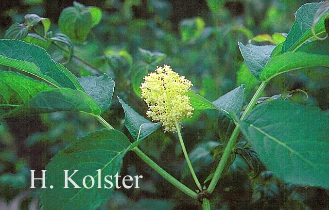 Sambucus tigranii