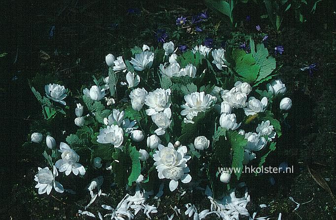 Sanguinaria canadensis 'Multiplex'