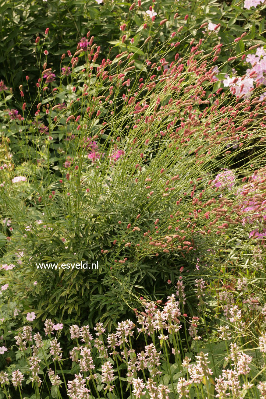 Sanguisorba officinalis 'Pink Tanna'