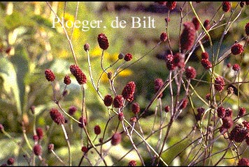 Sanguisorba officinalis