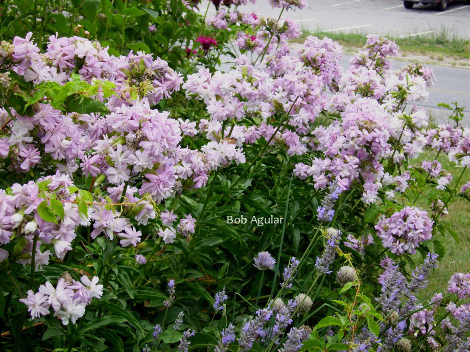 Saponaria officinalis 'Rosea Plena'
