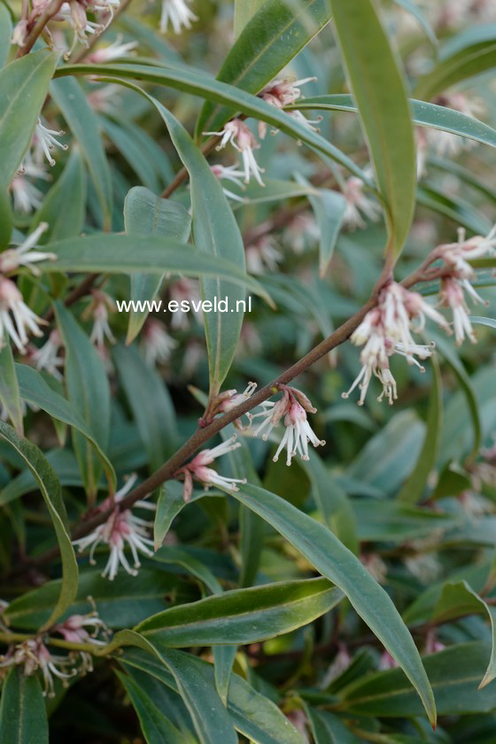 Sarcococca hookeriana 'Purple Stem'