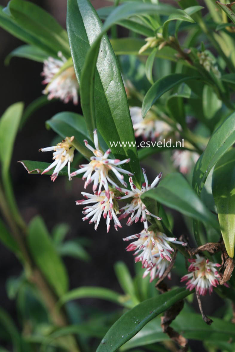 Sarcococca hookeriana 'Schillingii'