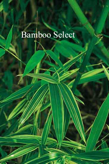 Sasaella masamuneana 'Albostriata'