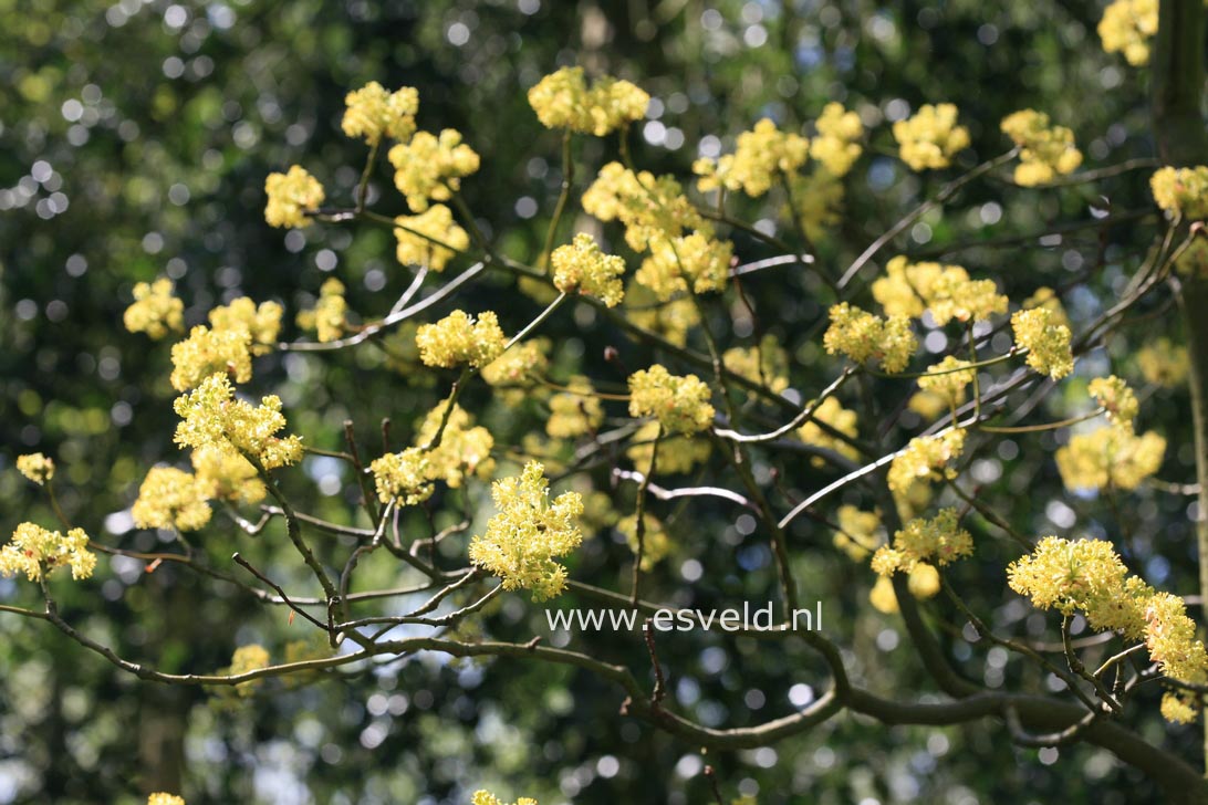 Sassafras albidum molle