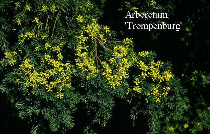 Saxegothaea conspicua