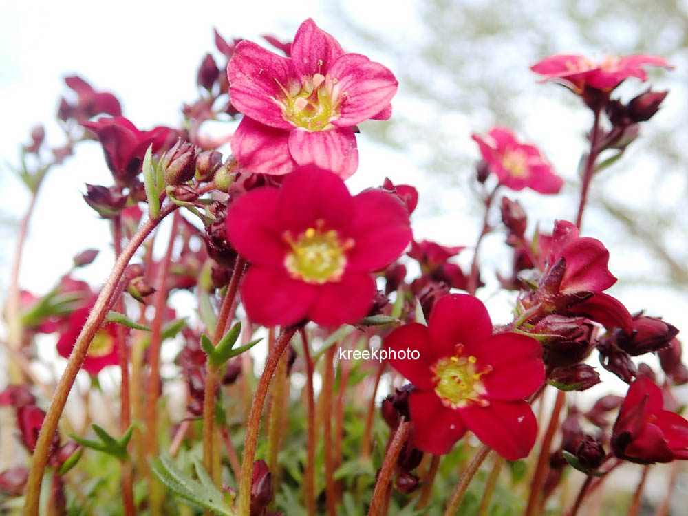 Saxifraga 'Peter Pan'