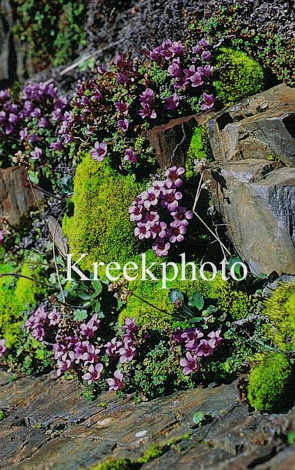 Saxifraga oppositifolia