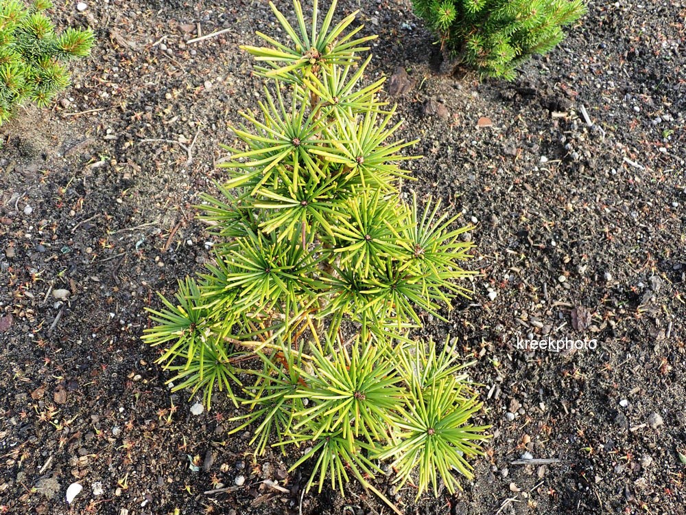 Sciadopitys verticillata 'Picola'