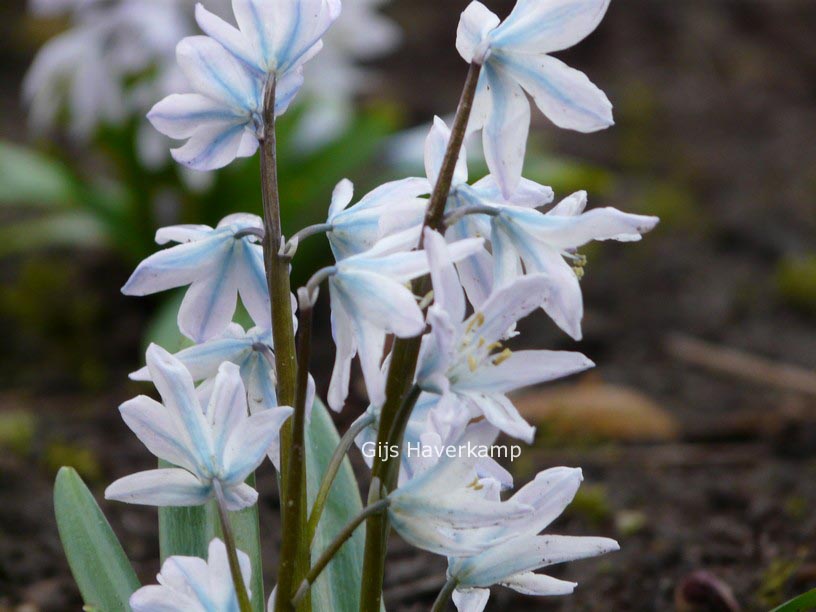 Scilla mischtschenkoana