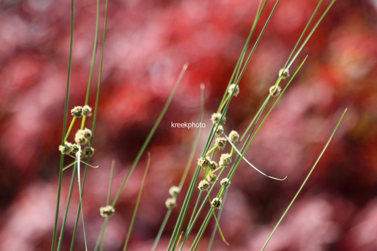 Scirpoides holoschoenus