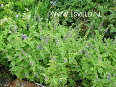 Scutellaria altissima