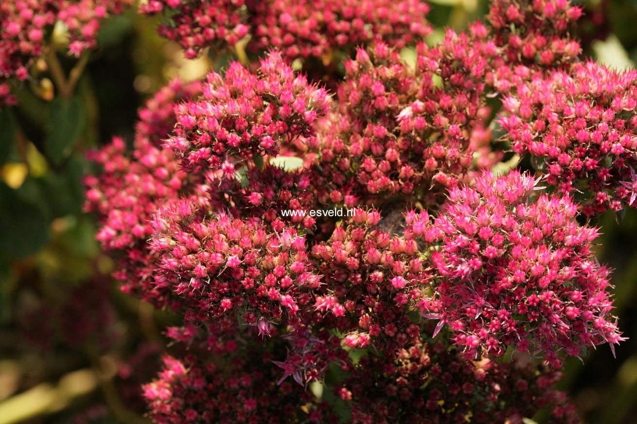 Sedum 'Carl'