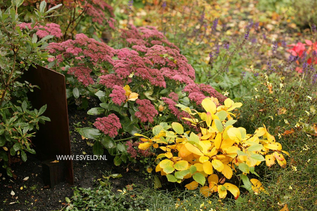 Sedum 'Jose Aubergine'