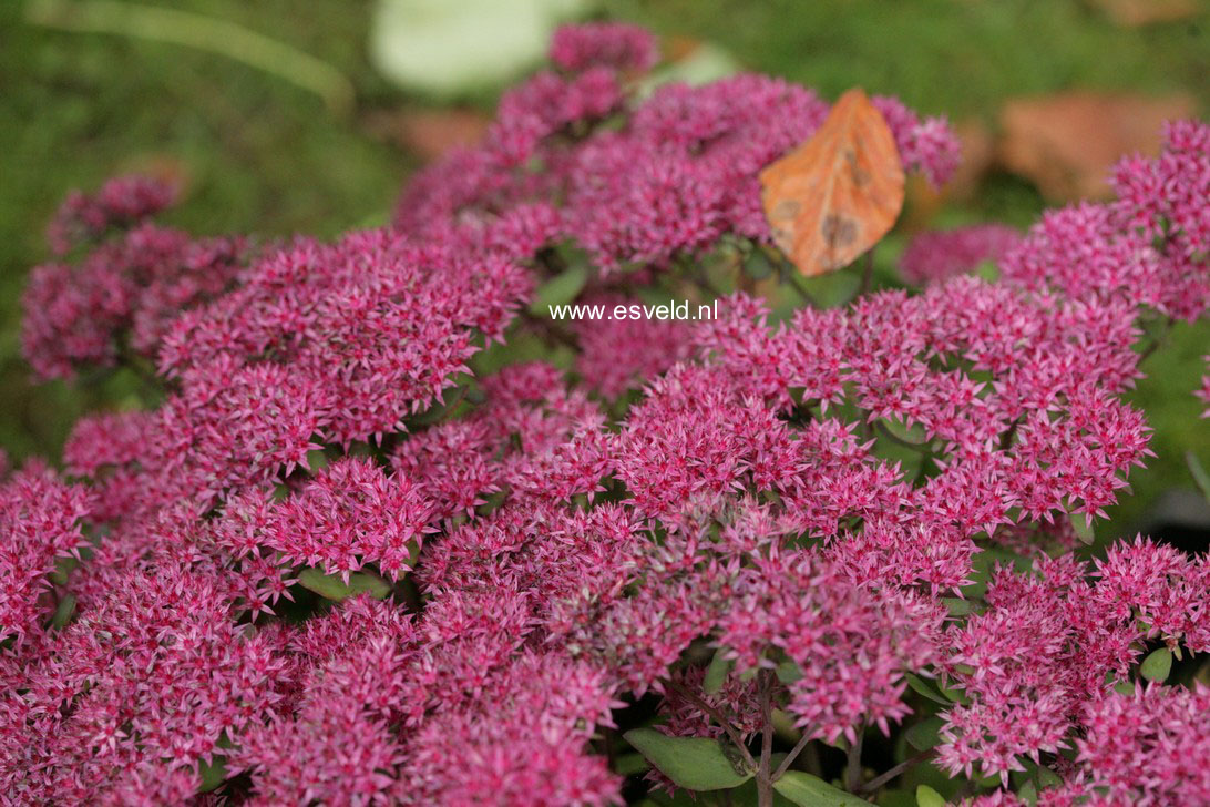 Sedum 'Mr. Goodbud'