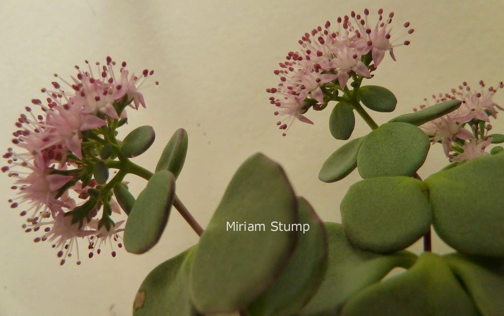 Sedum sieboldii