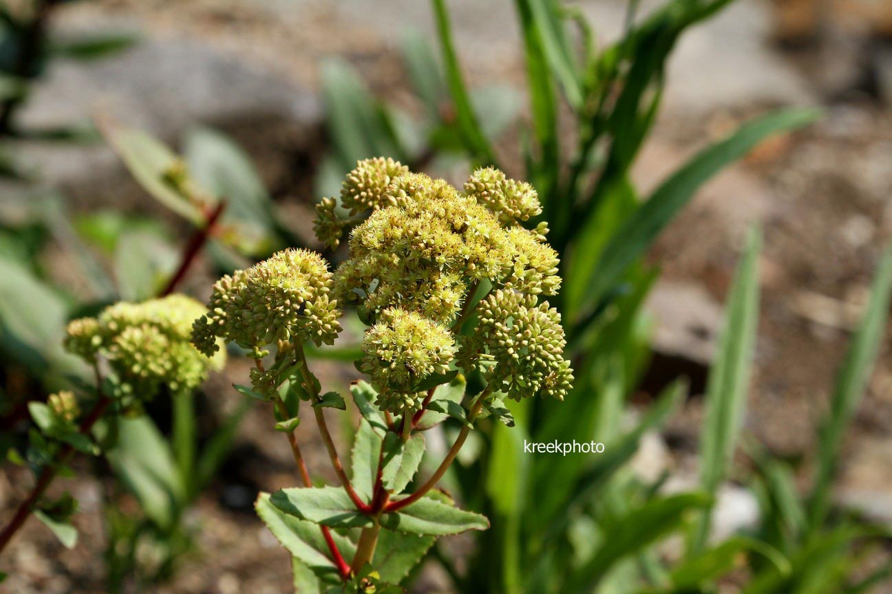 Sedum telephium ssp. maximum