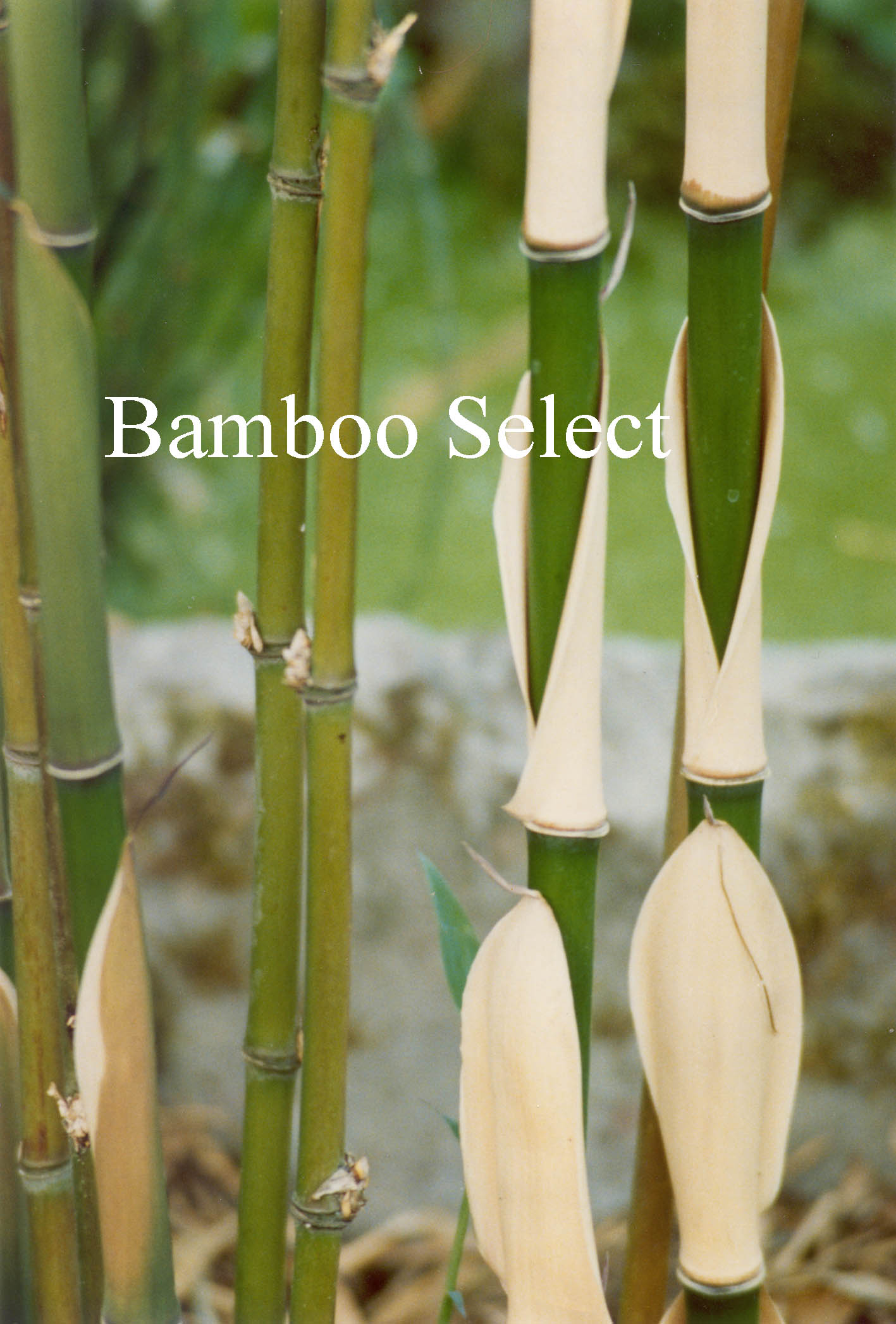 Semiarundinaria fastuosa