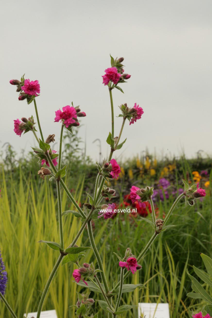 Silene 'Firefly'