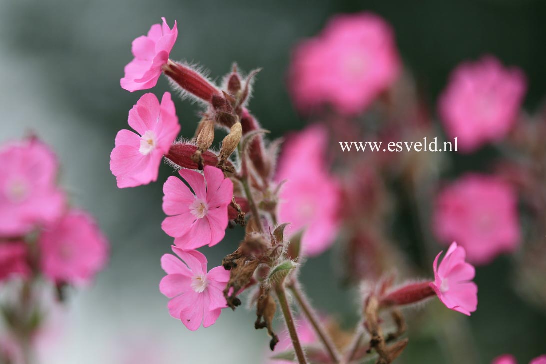 Silene rupestris 'Rollies Favorite'