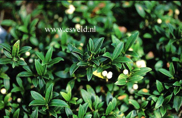 Skimmia japonica 'Wakehurst White'