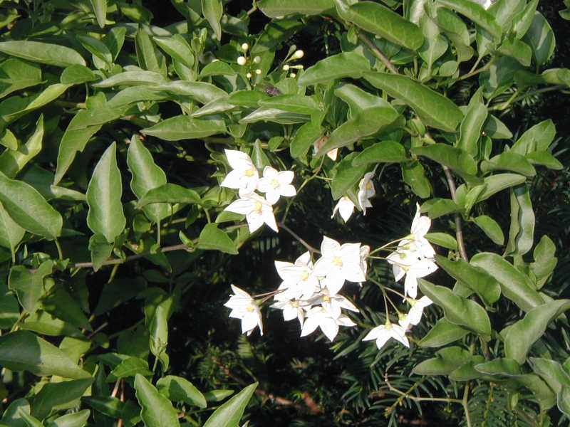 Solanum jasminioides