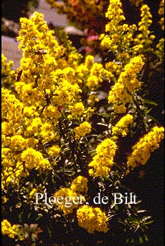 Solidago 'Septembergold'