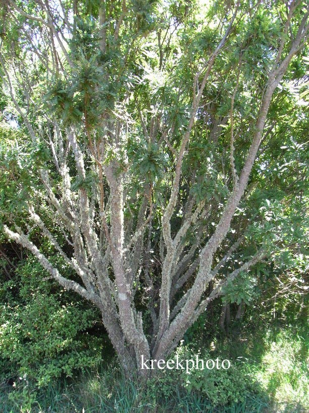 Sophora microphylla