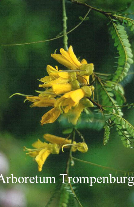 Sophora tetraptera