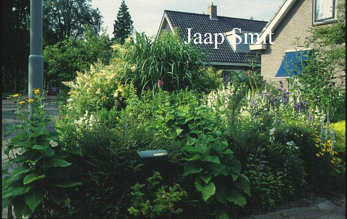 Sorbaria tomentosa angustifolia