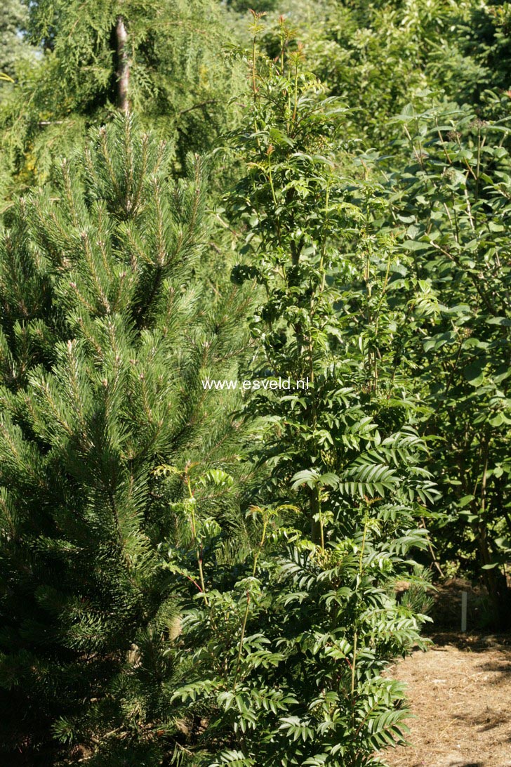 Sorbus 'Flanrock' (AUTUMN SPIRE)